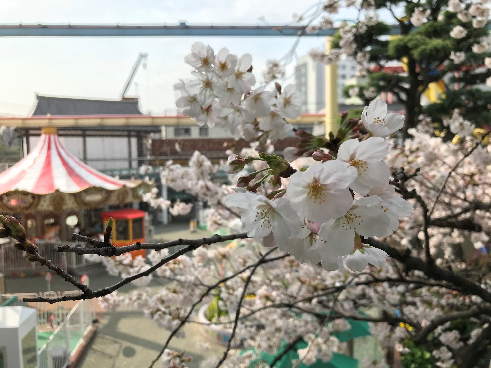 桜2.JPG