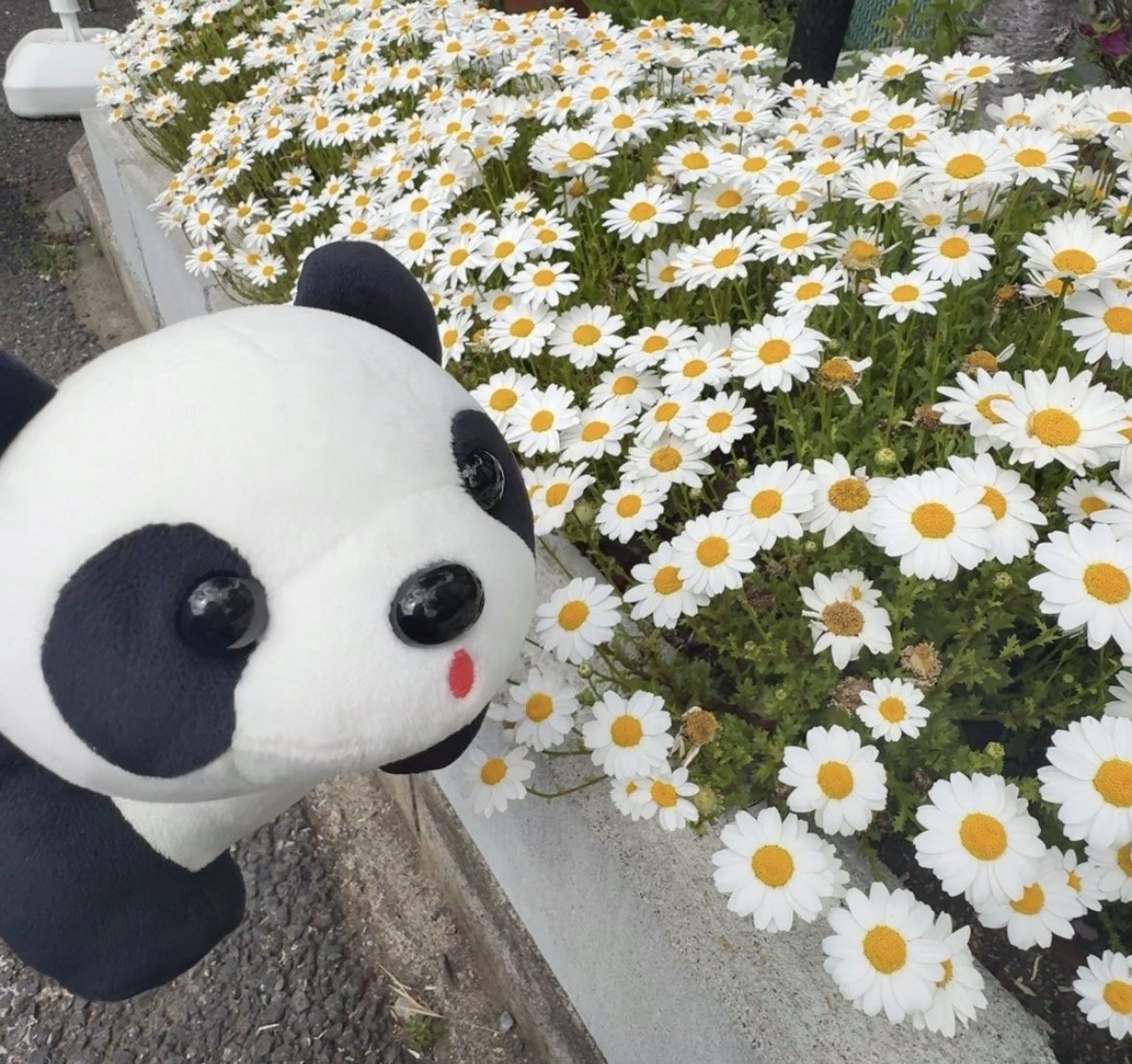 花×パンダカー.jpg